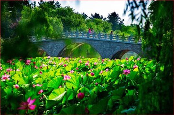 鲨