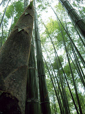 竹洞天风景区-图片